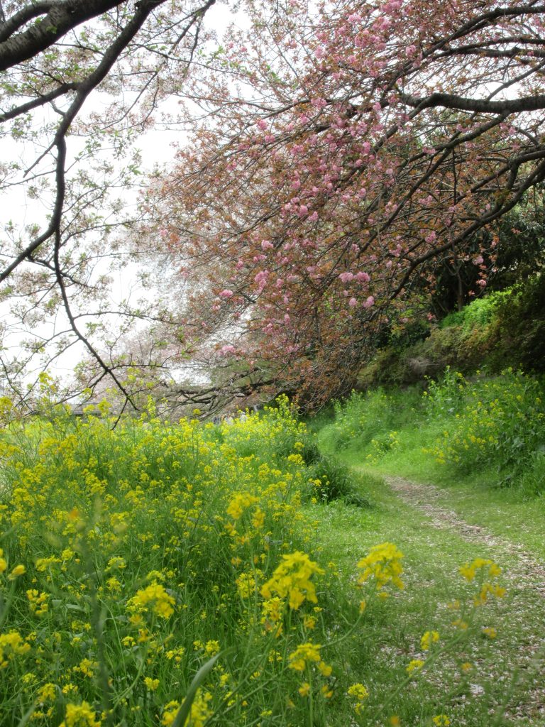 野川沿いの桜と菜の花