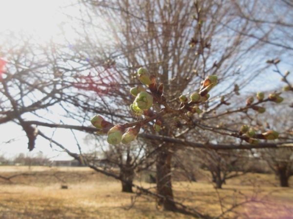 河津桜のつぼみ