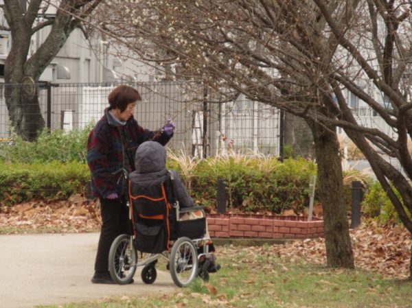 梅の咲き具合を確認